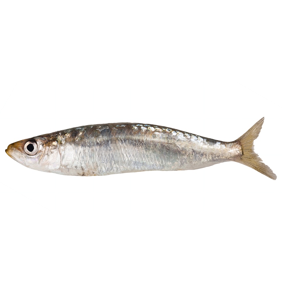 Sardina