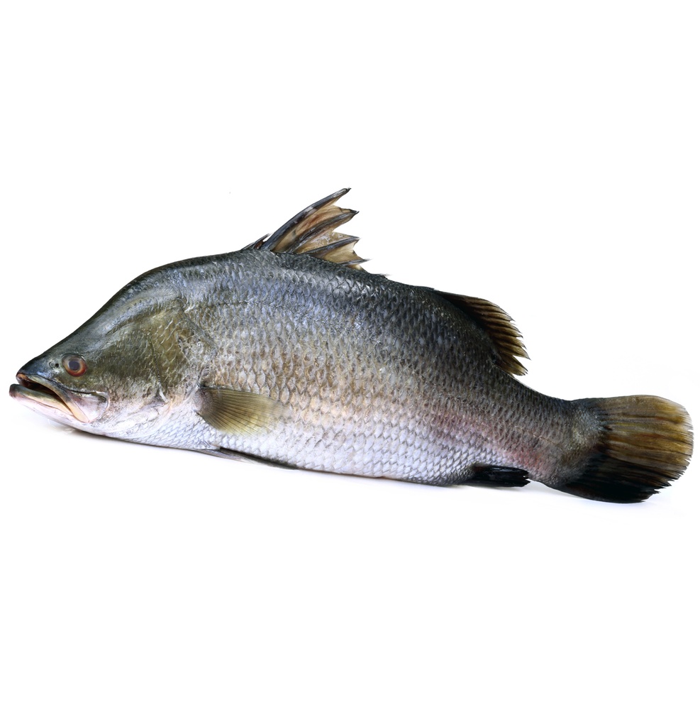 Barramundi