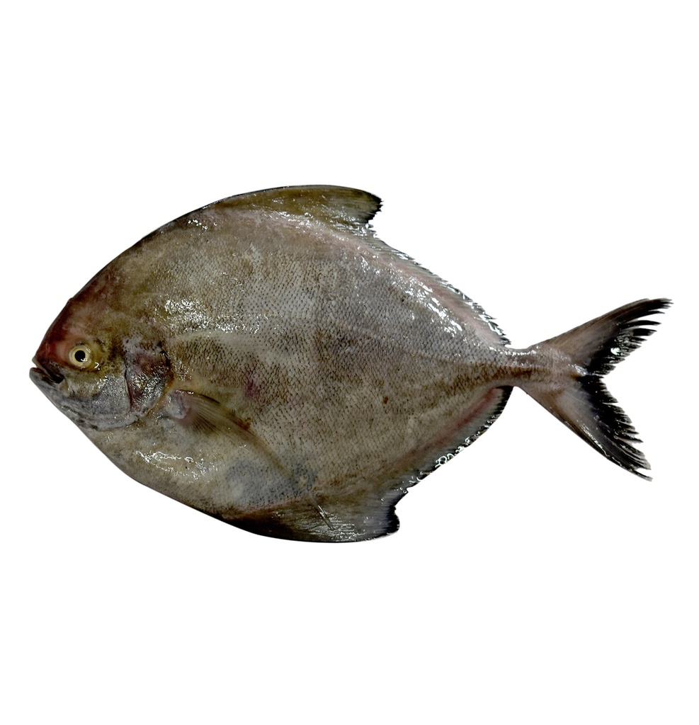 Palometa