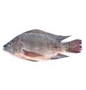 Tilapia