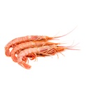 Gambón (langostino austral)